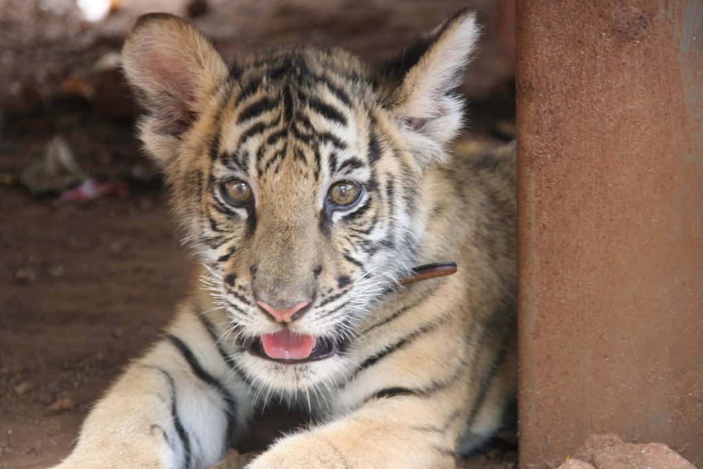 Kitten needs shade at Tiger Temple by 5starbackpack