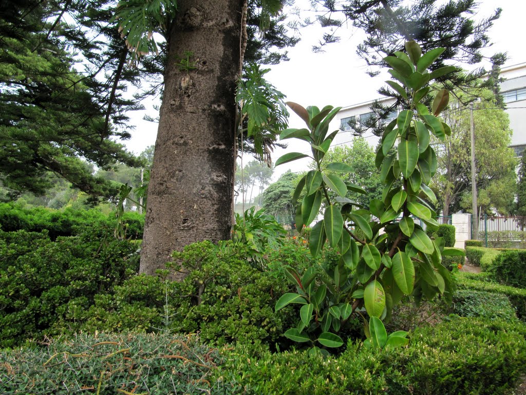 Araucária, Quinta da Graça, Algés, Oeiras, Portugal by Margarida Bico