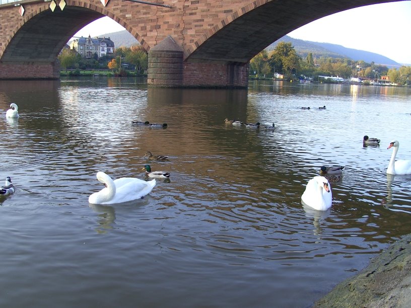 Miltenberg Brücke by ulireg