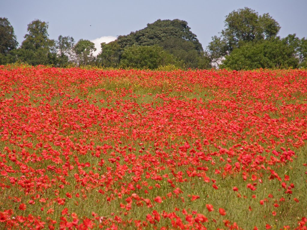 #68 Hadrian's Wall Path - Campo de amapolas - England by bainketa