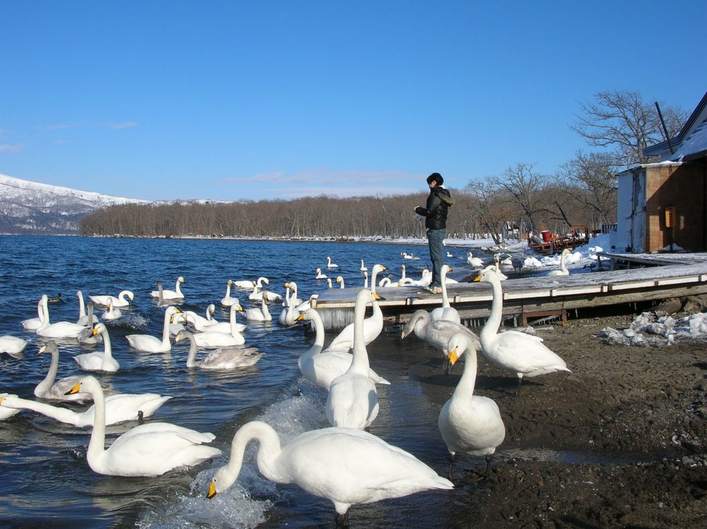 屈斜路湖　砂湯の白鳥（Lake Kussyaro） by pakku