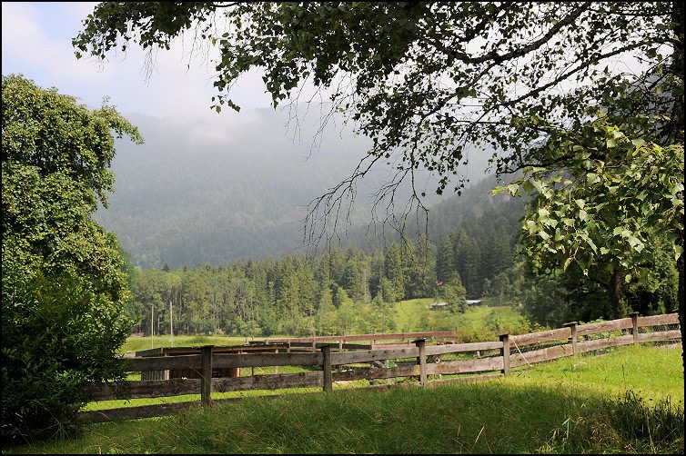 Wiese am Waldrand by hadewephoto