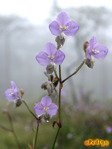 Flower in the mist @ Phu Soi Dao by PedDg