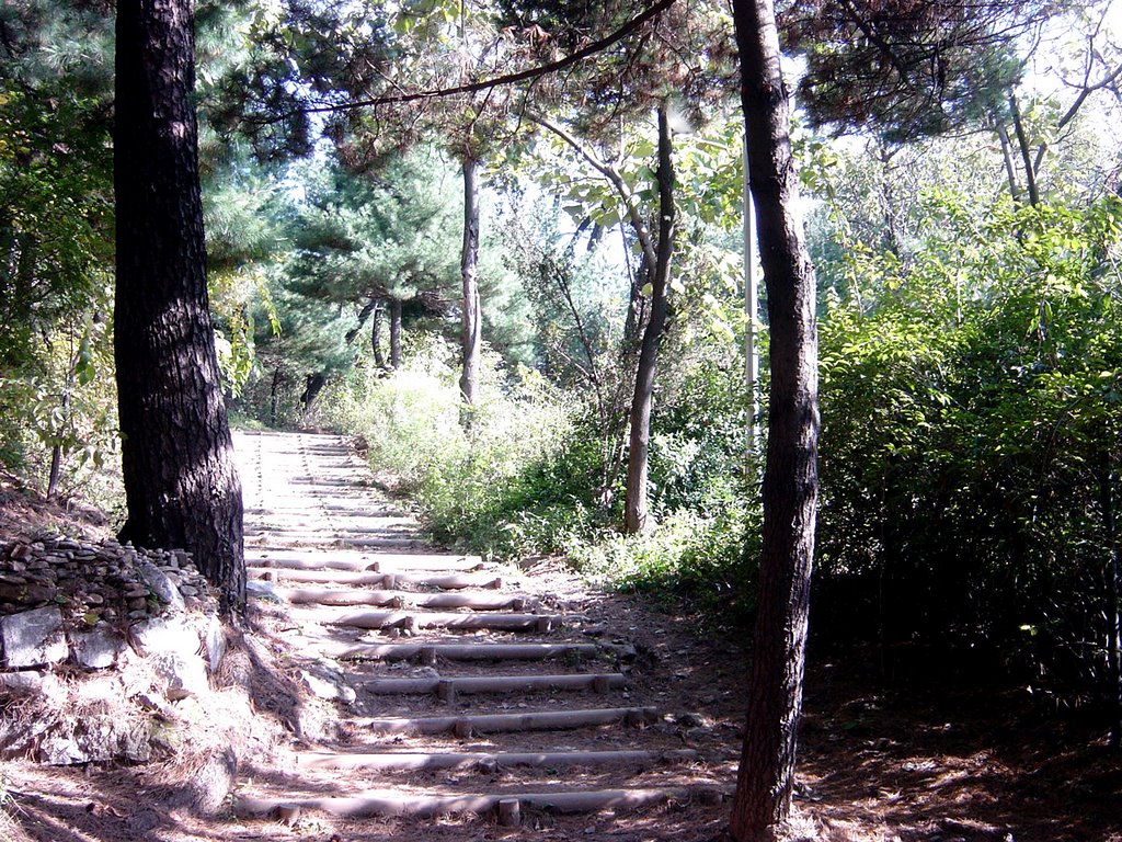 Namsan Road, Namsan Mountain Park, Seoul, Korea by SJ Nieto