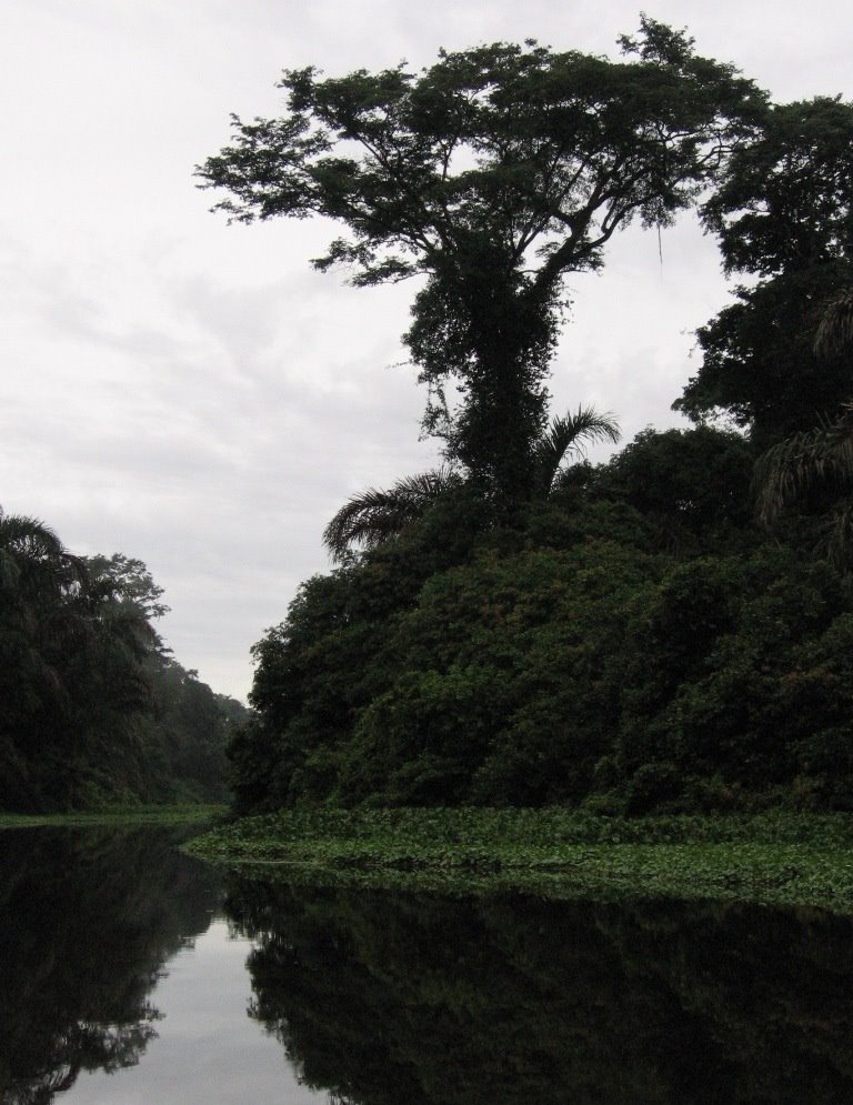 Canal de Tortuguero, Costa Rica by alejandro ariño