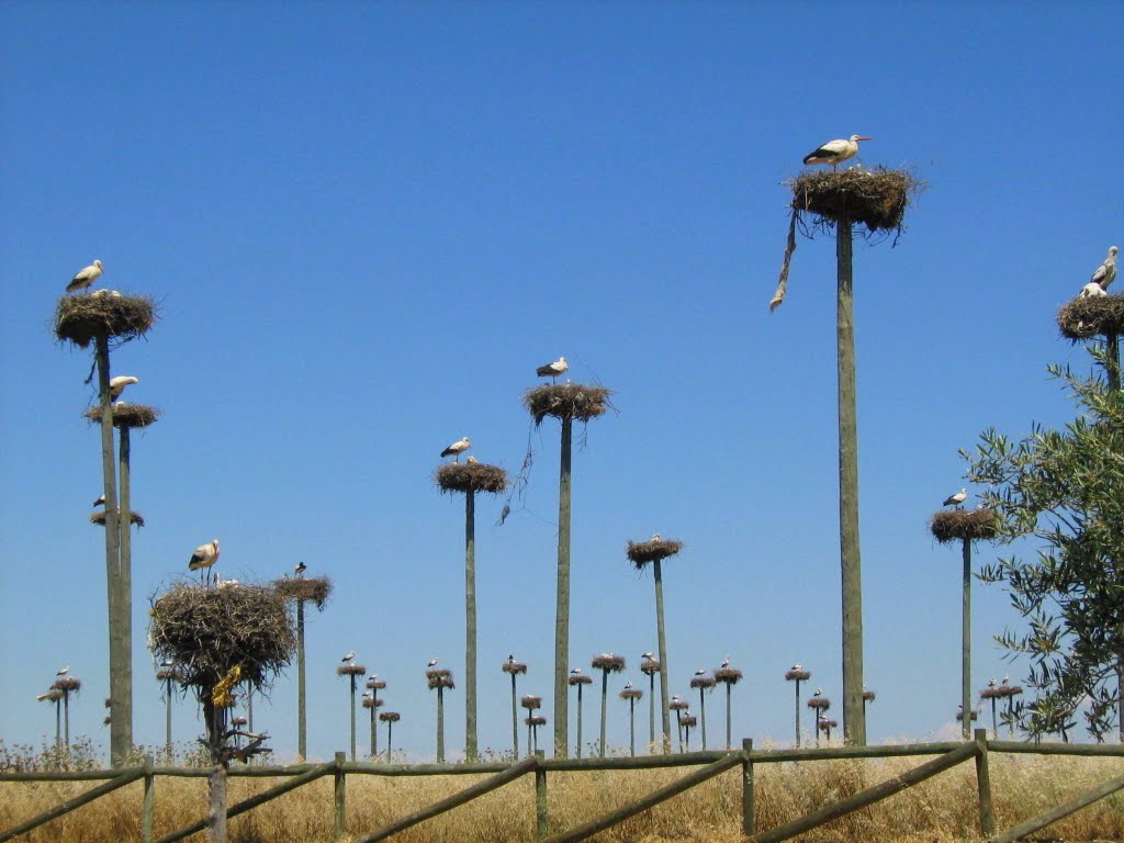 Berçário de Cegonhas estrada para Cáceres - Espanha by CidonioRinaldi