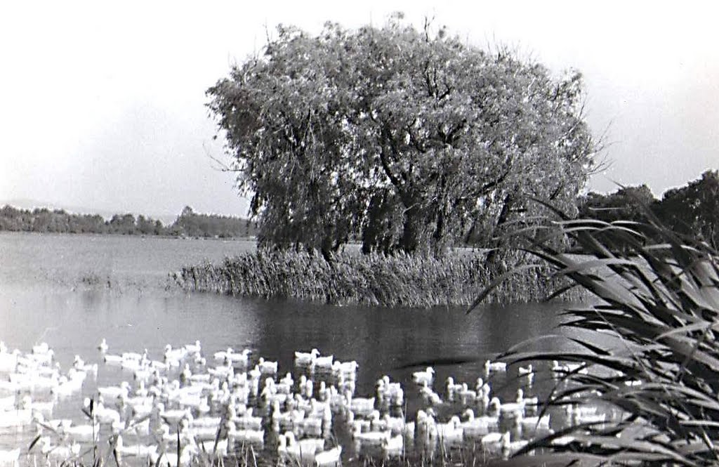 Der Rammenauer Niederteich mit Insel by Jürgenhölzel