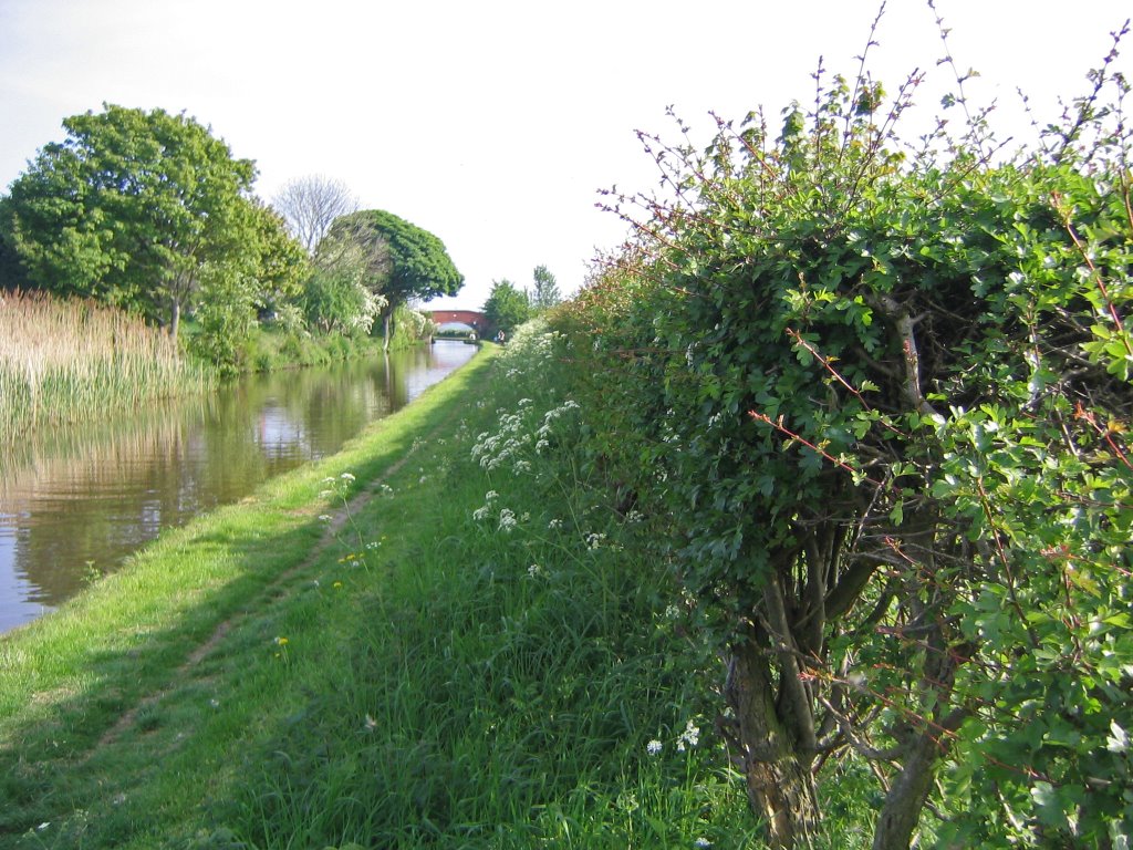 The Canal at Dutton, Cheshire (2) by Lesley Rigby