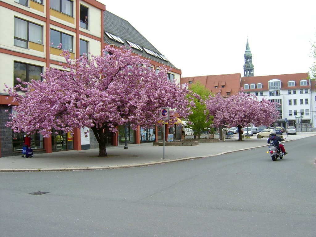 Blütenpracht in der Innenstadt von Zwickau by Uwe Klimpke