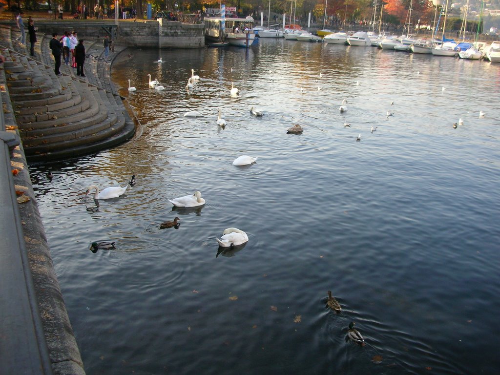 Como lago by Alessio Iaconianni