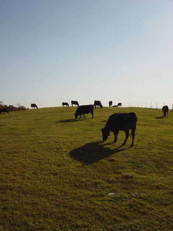 Tokachi Livestock Breeding Station （十勝種畜牧場・音更町） by Maz-m