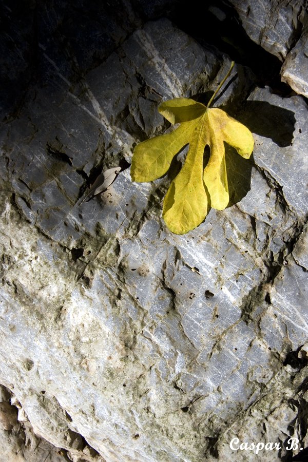 Autumn leaf (Crete, 2007) by Caspar Bichsel