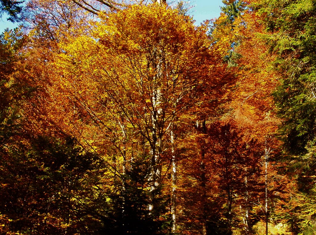 Mb - Autumn colours in the Emmental by Margrit M. Berger (S…