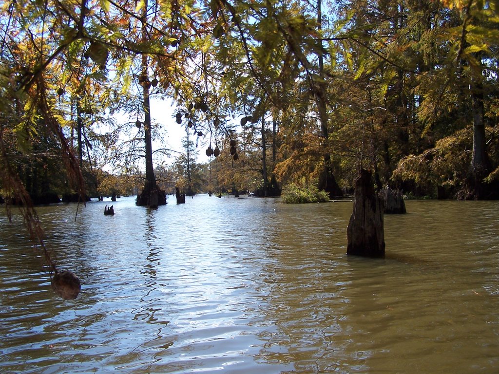 Bald-cypress swamp by Ronald Losure