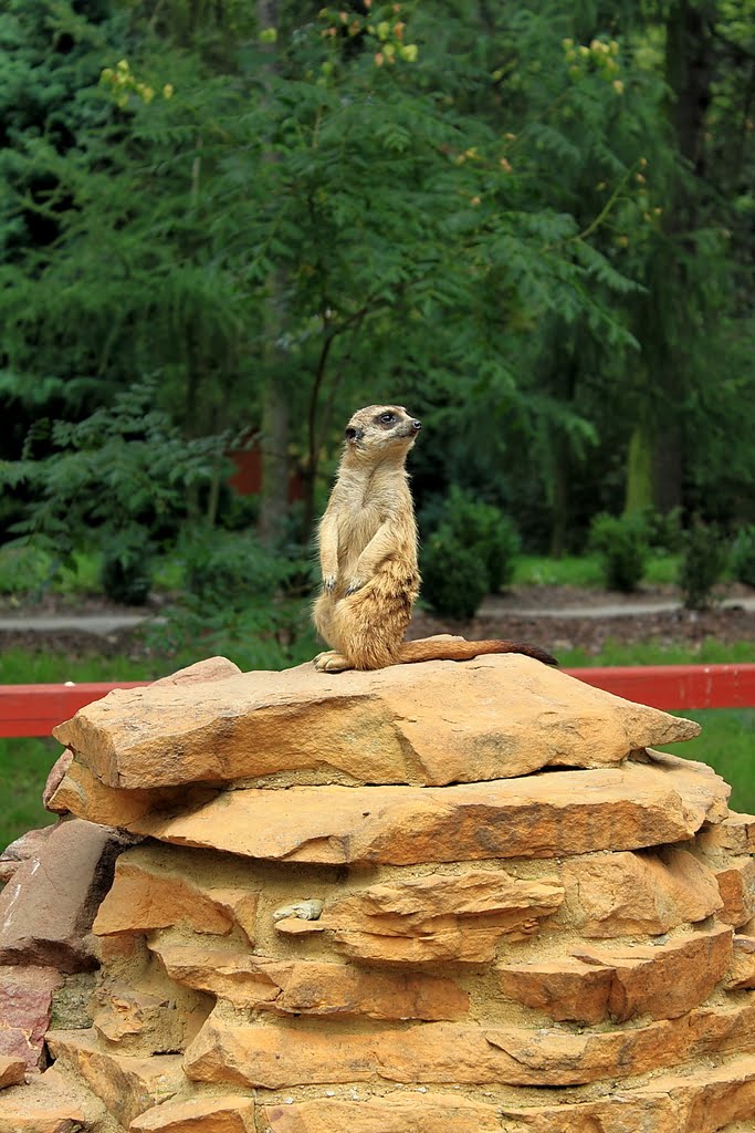 Toruń - Ogród Zoobotaniczny by Andrzej M.