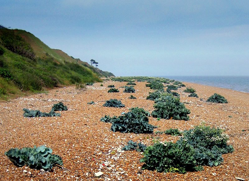 Bawdsey Beach by jhr1uk