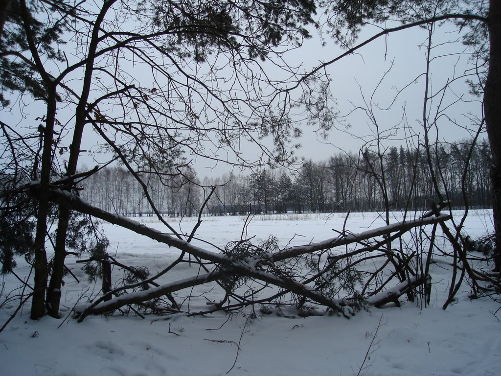 Kabaty Forest in Winter by JoJoSMB