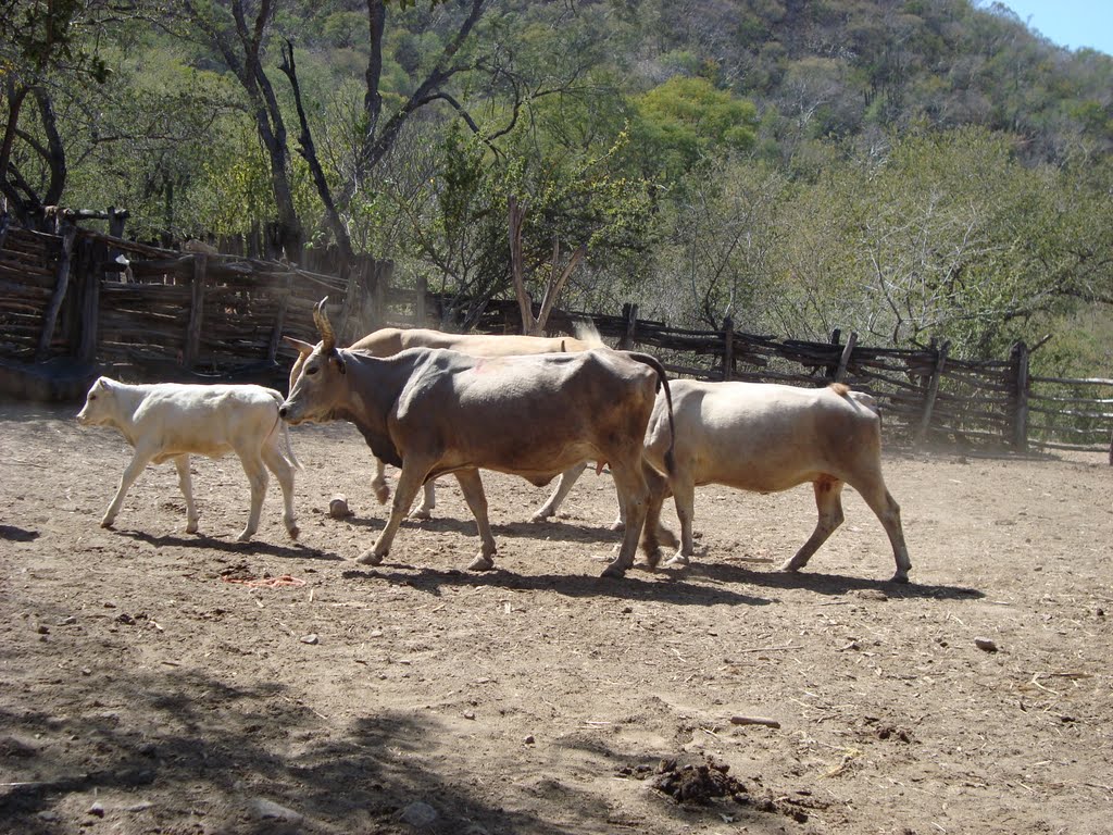 Rancho Los Mimbres ''Corral Del Puerto'' by Kattya Morales