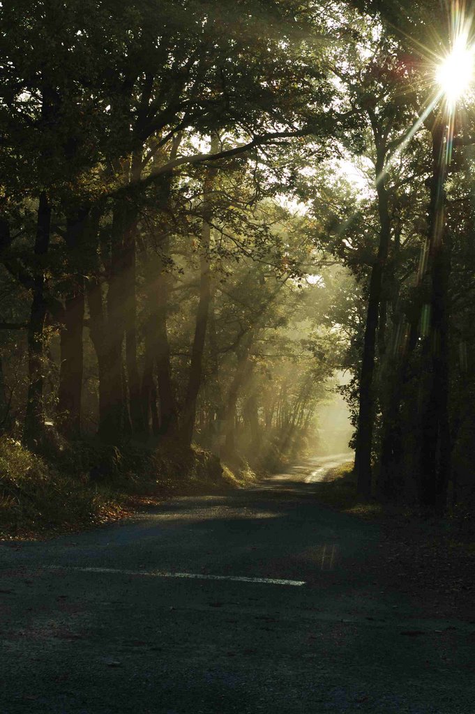 Morning close to Moncalou by Regnier