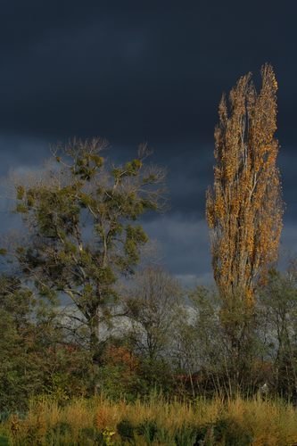 Őreg fák a Gyöngyös patak mentén by tapperjeans24