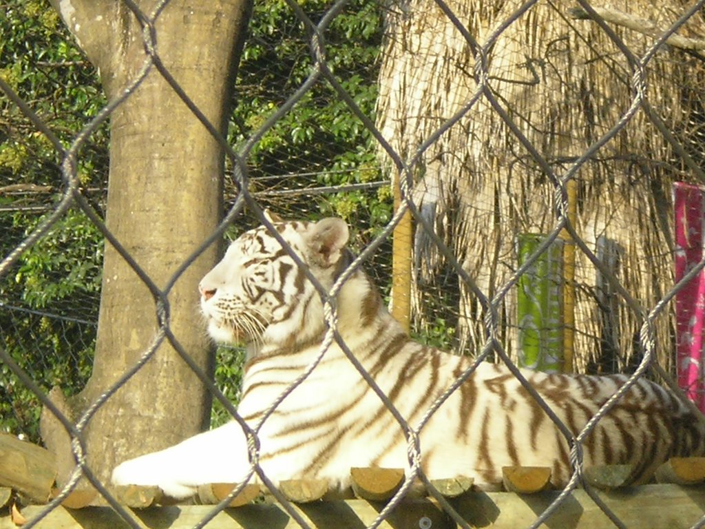 White tiger by nicacarapeto