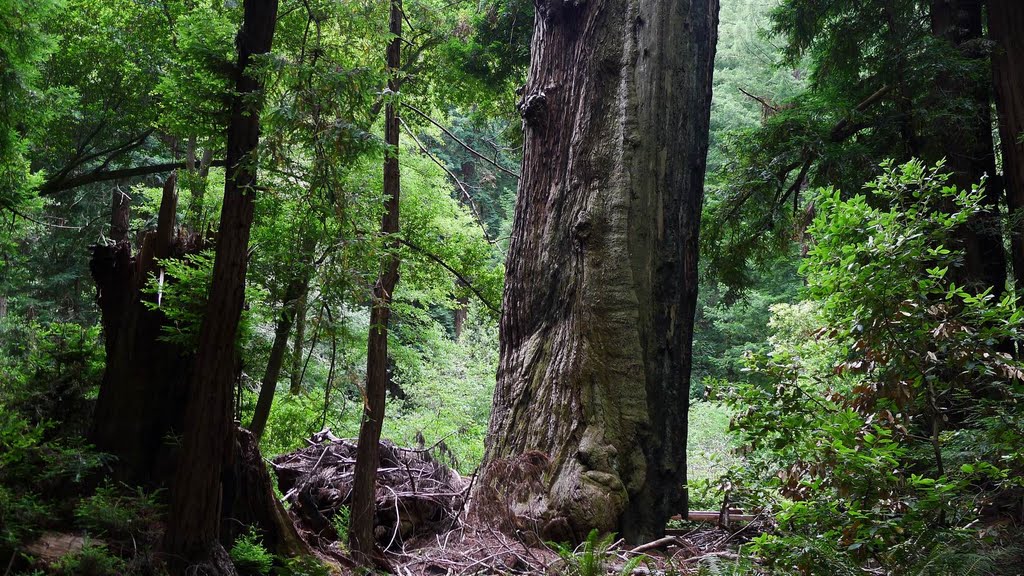 Muir Woods by rhizome