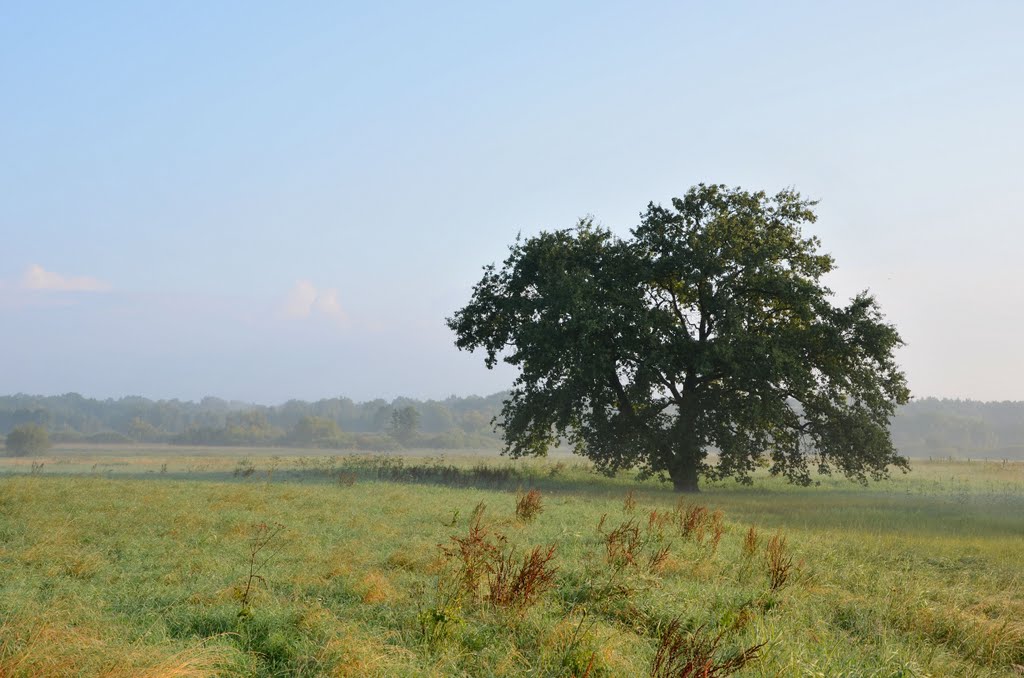 Der Baum by Oliver Nordt