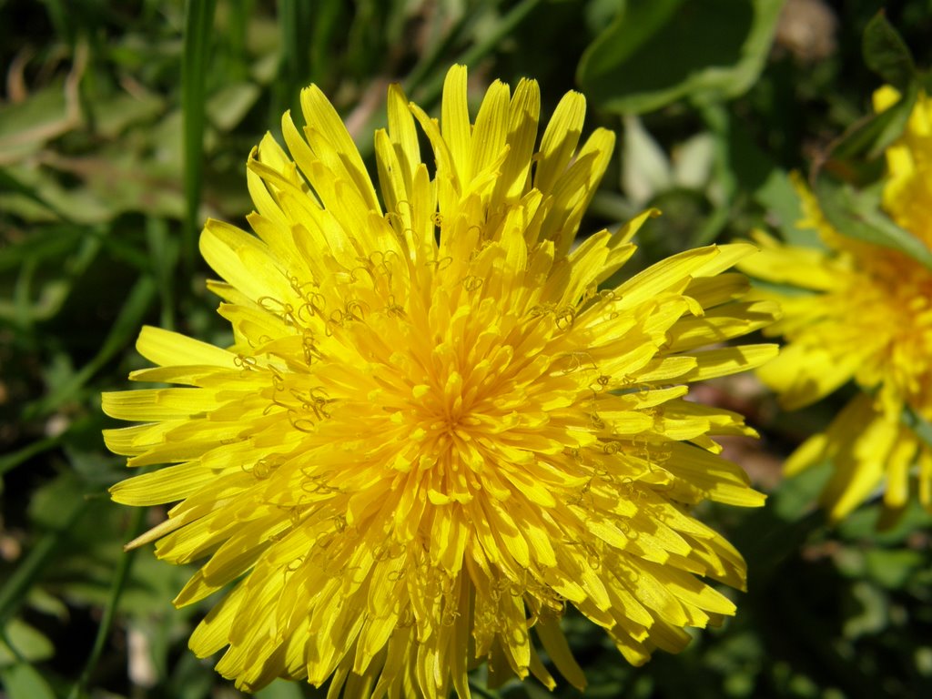 Flor amarilla by Alberto Asensio