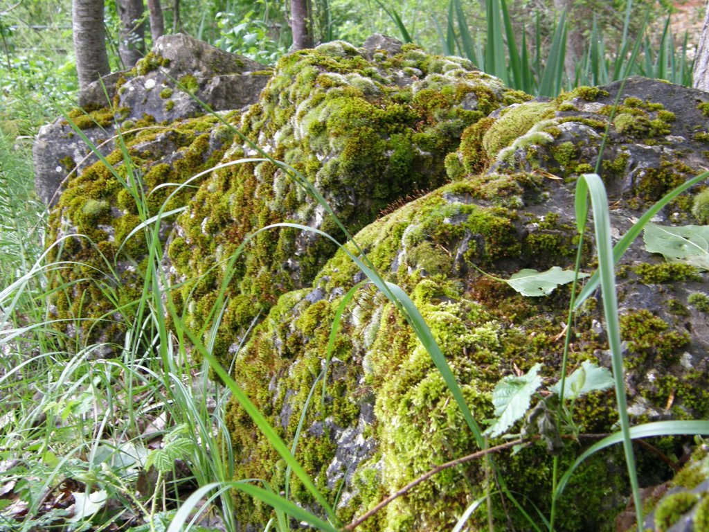 Horma con musgo by Alberto Asensio