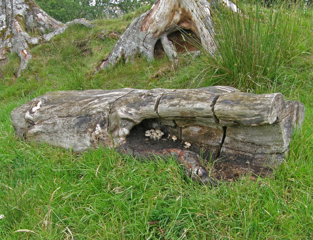 Hadrian's Wall Path - Life from death by bainketa