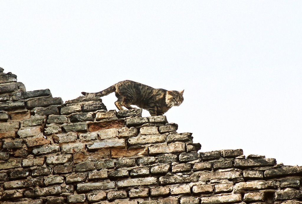 ..."The Cat That Walked by Himself"... (2006/04/09) by Jurgis Karnavicius