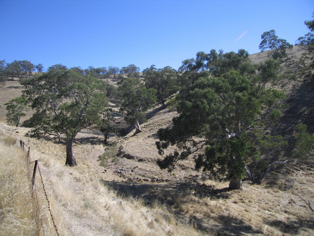 AUSTRALIA, SA, Horrocks Pass - Gumtrees but not a drop of water by cvogt