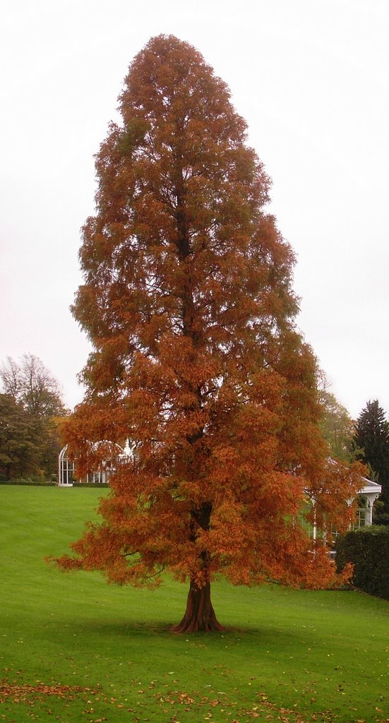 Birmingham Botanical Gardens - Dawn Redwood by muba