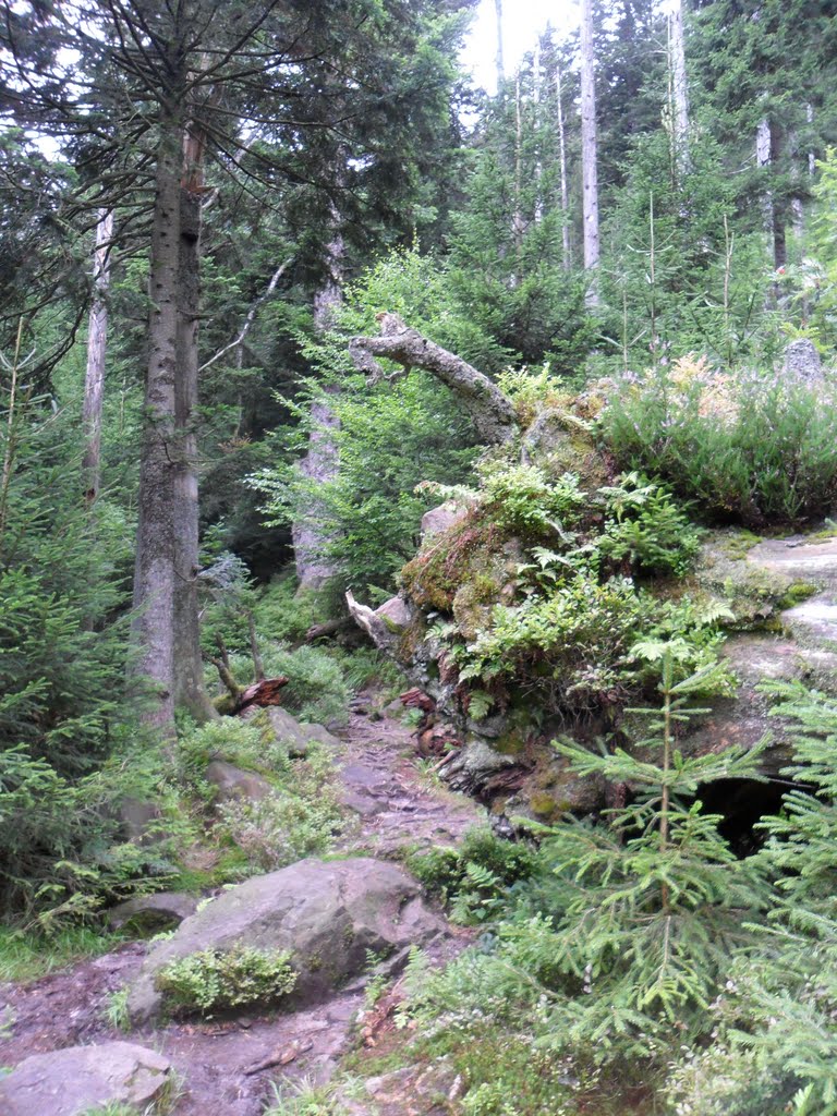 Ruhesteinberg - ältester Bannwald in Baden-Württemberg seit 1911 - Naturschutzgebiet - by Sehnwirmal