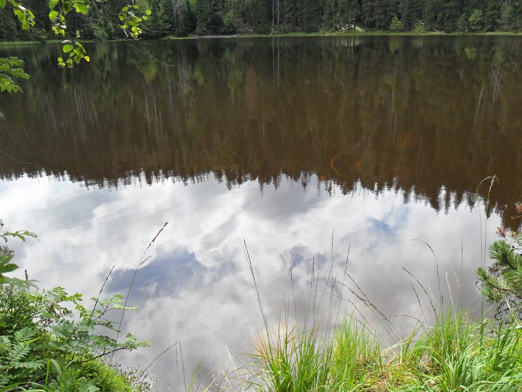 Ruhesteinberg - ältester Bannwald Baden-Württemberg seit 1911- Wildsee - 950 Meter by Sehnwirmal