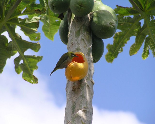 Papaya bird in a papaya tree by Dawson Truax