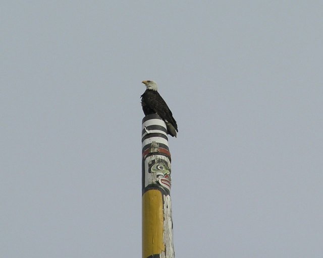 Real eagle on top of totem pole by Dawson Truax