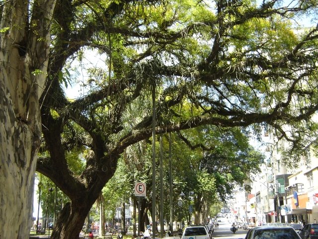 Tipuana - Árvore símbolo na Praça Dr. Augusto Silva by Júlio Caburu