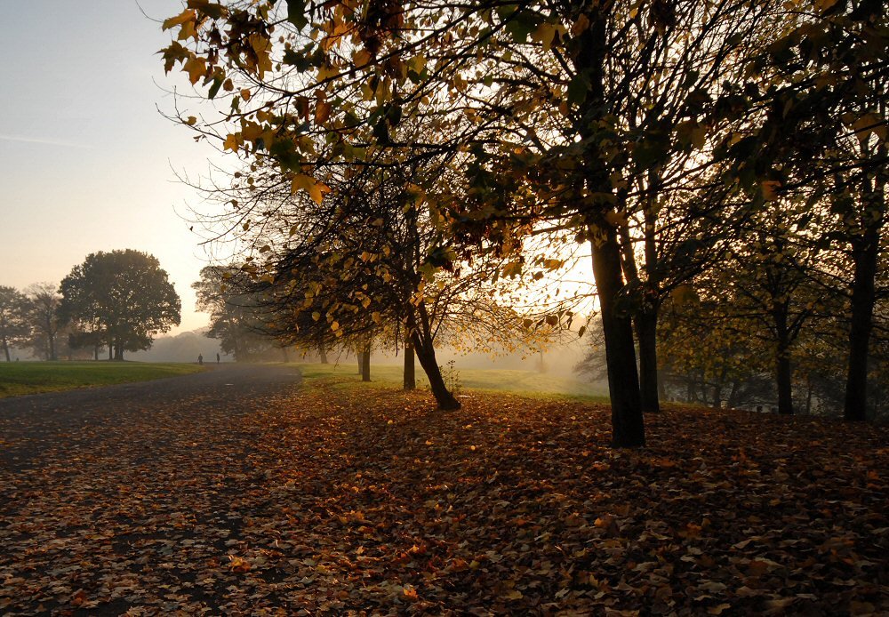 Leaves by David Humphreys