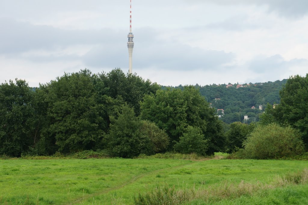 Dresden Tolkewitz (Weiden) by LessiDD