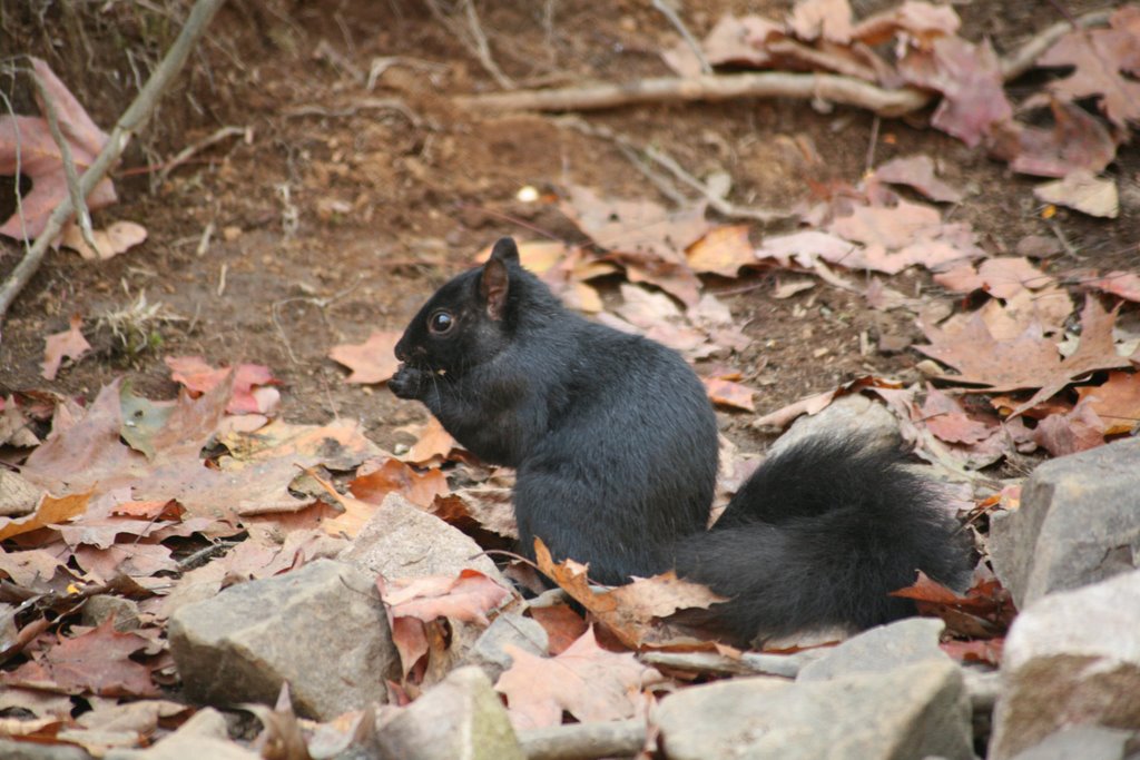 Parc Omega, Montebello, Québec by Hans Sterkendries