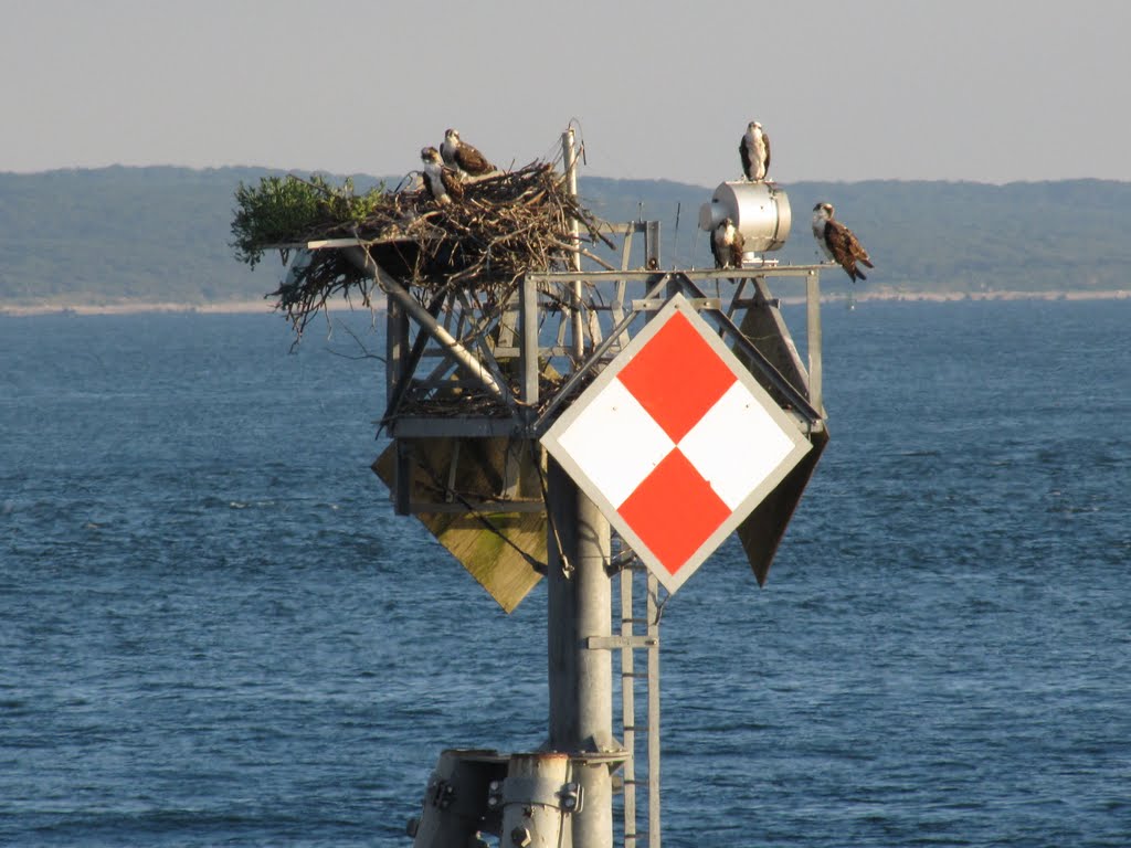 Ospreys at Woods Hole by Chris Sanfino