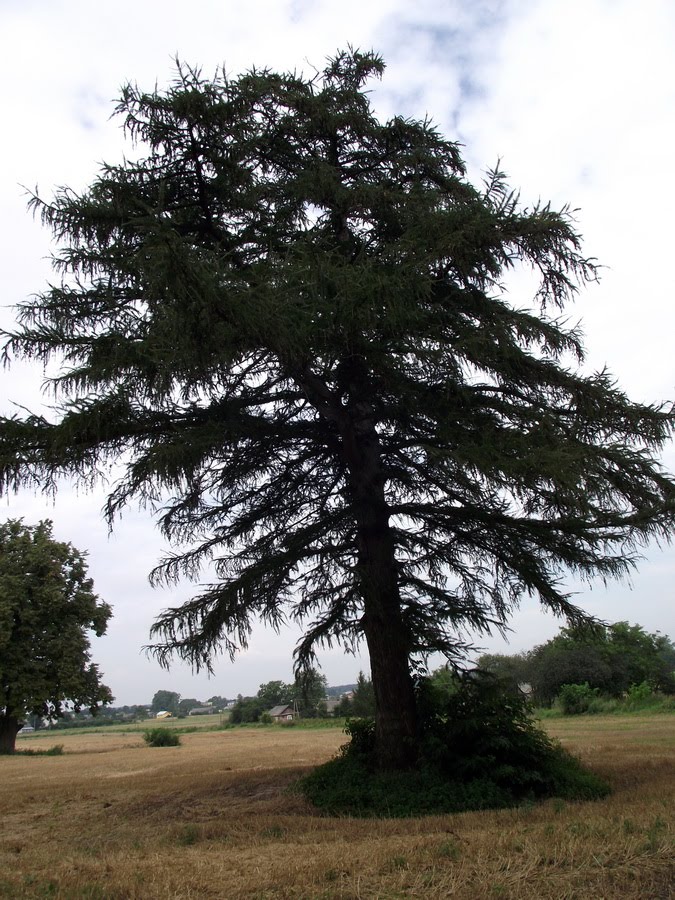 Cześniki-Kolonia,samotne drzewo.Lonely tree. by Tomasz K47