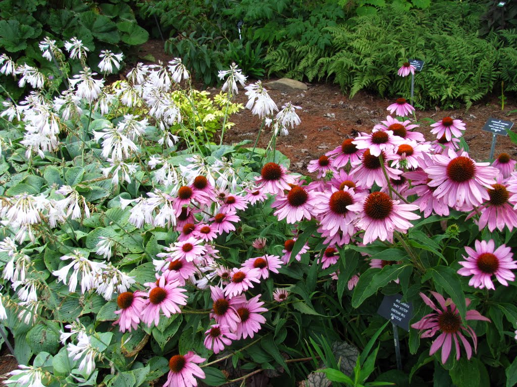 Botanical Garden Cone Flowers by Chris Sanfino