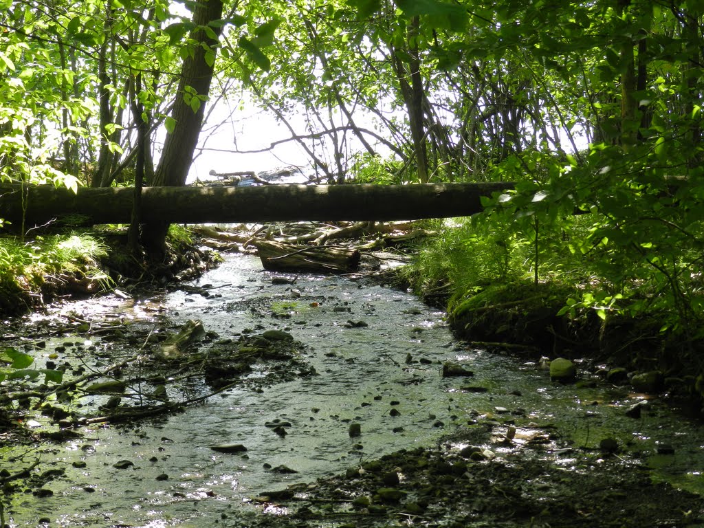 Parc National du Mont Saint Bruno by neica nimeni