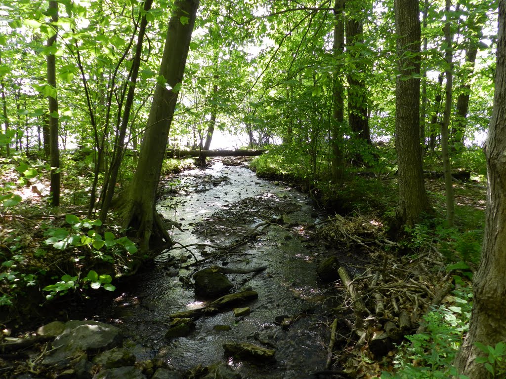 Parc National Saint Bruno de Montarville by neica nimeni