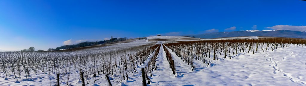 Vignes en hiver by pmermino