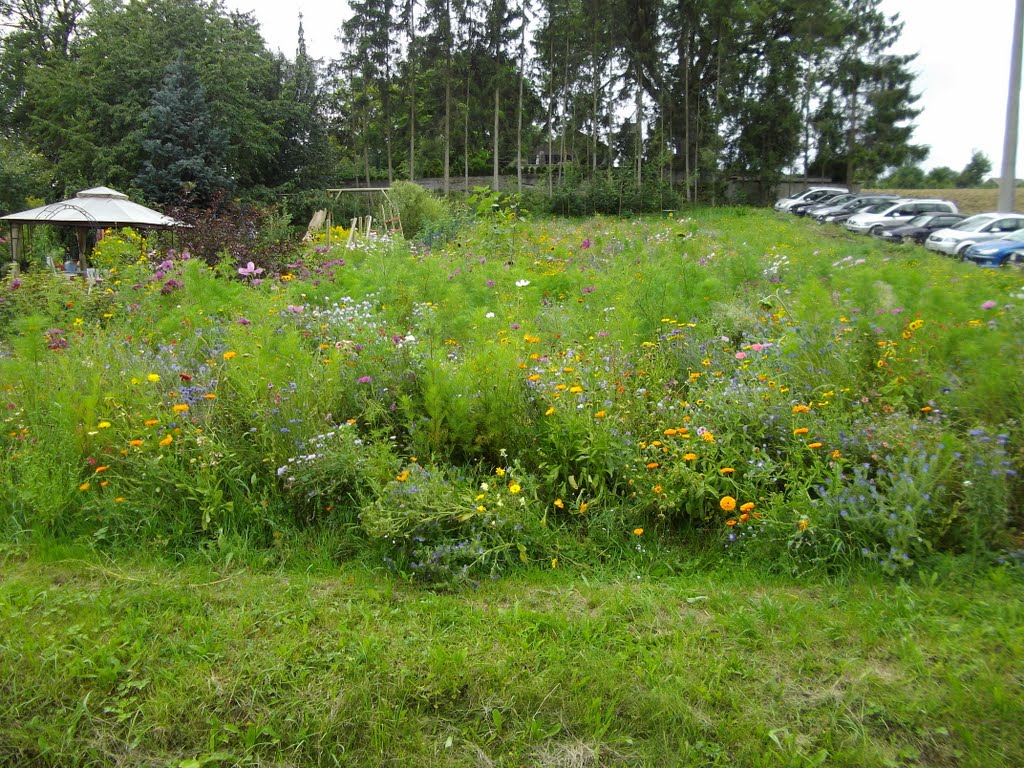 Blumenwiese in Waltershausen by webbs419