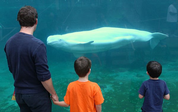 Mystic Aquarium Connecticut. Beluga Whales by santimo