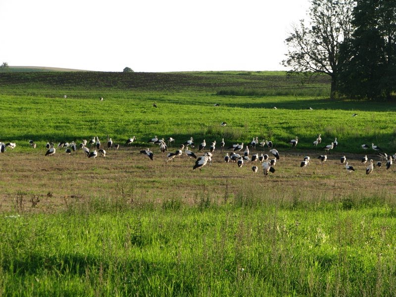 Gandrai / Storks by Valentinas Kabašinskas